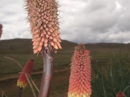 Kniphofia caulescens hairy when budding